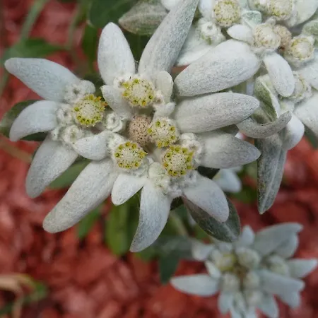 בית הארחה Schoene Aussicht